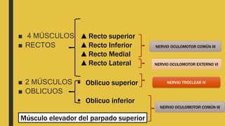 ■ 4 MÚSCULOS
■ RECTOS
■ 2 MÚSCULOS
■ OBLICUOS
▲Recto superior
▲Recto Inferior
▲Recto Medial
▲Recto Lateral
 Oblicuo superior
 Oblicuo inferior
Músculo elevador del parpado superior
NERVIO OCULOMOTOR COMÚN III
NERVIO OCULOMOTOR COMÚN III
NERVIO TROCLEAR IV
NERVIO OCULOMOTOR EXTERNO VI
 