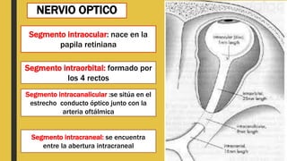 NERVIO OPTICO
Segmento intraocular: nace en la
papila retiniana
Segmento intraorbital: formado por
los 4 rectos
Segmento intracanalicular :se sitúa en el
estrecho conducto óptico junto con la
arteria oftálmica
Segmento intracraneal: se encuentra
entre la abertura intracraneal
 