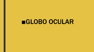 ■GLOBO OCULAR
 