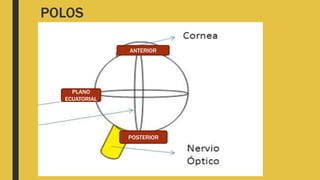 POLOS
ANTERIOR
POSTERIOR
PLANO
ECUATORIAL
 