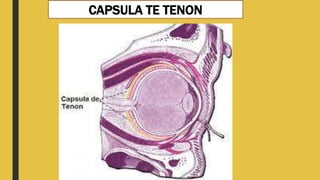 CAPSULA TE TENON
 