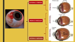 EXTERNA O FIBROSA
MEDIA O VASCULAR
INTERNA O NERVIOSA
 