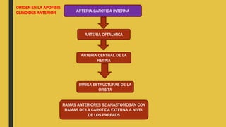 ARTERIA CAROTIDA INTERNA
ARTERIA OFTALMICA
ARTERIA CENTRAL DE LA
RETINA
IRRIGA ESTRUCTURAS DE LA
ORBITA
ORIGEN EN LA APOFISIS
CLINOIDES ANTERIOR
RAMAS ANTERIORES SE ANASTOMOSAN CON
RAMAS DE LA CAROTIDA EXTERNA A NIVEL
DE LOS PARPADS
 