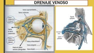 DRENAJE VENOSO
 