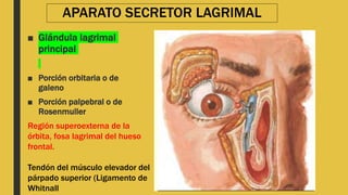 APARATO SECRETOR LAGRIMAL
■ Glándula lagrimal
principal
■ Porción orbitaria o de
galeno
■ Porción palpebral o de
Rosenmuller
Región superoexterna de la
órbita, fosa lagrimal del hueso
frontal.
Tendón del músculo elevador del
párpado superior (Ligamento de
Whitnall
 