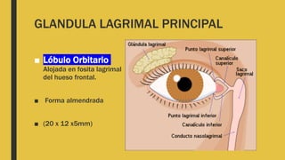 GLANDULA LAGRIMAL PRINCIPAL
■ Lóbulo Orbitario
Alojada en fosita lagrimal
del hueso frontal.
■ Forma almendrada
■ (20 x 12 x5mm)
 