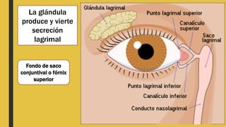 La glándula
produce y vierte
secreción
lagrimal
Fondo de saco
conjuntival o fórnix
superior
 