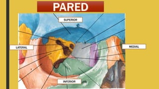 SUPERIOR
INFERIOR
LATERAL MEDIAL
 