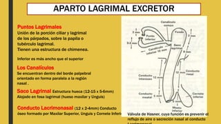 APARTO LAGRIMAL EXCRETOR
Puntos Lagrimales
Unión de la porción ciliar y lagrimal
de los párpados, sobre la papila o
tubérculo lagrimal.
Tienen una estructura de chimenea.
Inferior es más ancho que el superior
Los Canalículos
Se encuentran dentro del borde palpebral
orientado en forma paralela a la región
nasal .
Saco Lagrimal Estructura hueca (12-15 x 5-6mm)
Alojado en fosa lagrimal (hueso maxilar y Unguis)
Conducto Lacrimonasal (12 x 2-4mm) Conducto
óseo formado por Maxilar Superior, Unguis y Cornete Inferior Válvula de Hasner, cuya función es prevenir el
reflujo de aire o secreción nasal al conducto
 