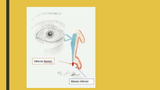 Anatomia de la orbita y sus componentes.