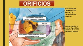 HENDIDURA ESFENOMAXILAR FISURA
ORBITARIA INFERIOR
MEDIAL
ESCOTADURA
TRIANGULAR.
III,IV,V Y VI
vena oftálmica
superior.
nervio maxilar, el
nervio cigomático
además de la vena
oftálmica inferior.
HENDIDURA ESFENOIDAL
FISURA ORBITARIA SUPERIOR
 