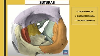 SUTURAS
 FRONTOMAXILAR
 CIGOMATICOFRONTAL
 CIGOMATICOMAXILAR
 