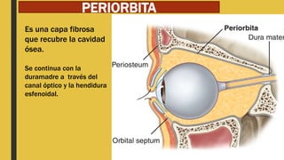 PERIORBITA
Es una capa fibrosa
que recubre la cavidad
ósea.
Se continua con la
duramadre a través del
canal óptico y la hendidura
esfenoidal.
 
