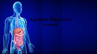 Aparato Digestivo
Anatomía
 
