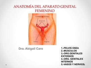 ANATOMÍA DEL APARATO GENITAL
FEMENINO
Dra. Abigail Caro 1.-PELVIS OSEA
2.-MUSCULOS
3.-ORG.GENITALES
EXTERNOS
4.-ORG. GENITALES
INTERNOS
5.-VASOS Y NERVIOS
 