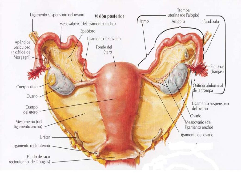 Anatomia del aparato genital femenino II
