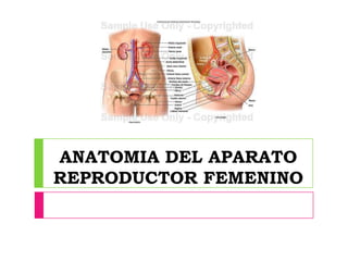 ANATOMIA DEL APARATO
REPRODUCTOR FEMENINO
 