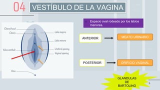 anatomia-del-aparato-reproductor-femenino-pdf