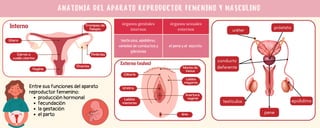anatomia del aparato reproductor femenino.pdf