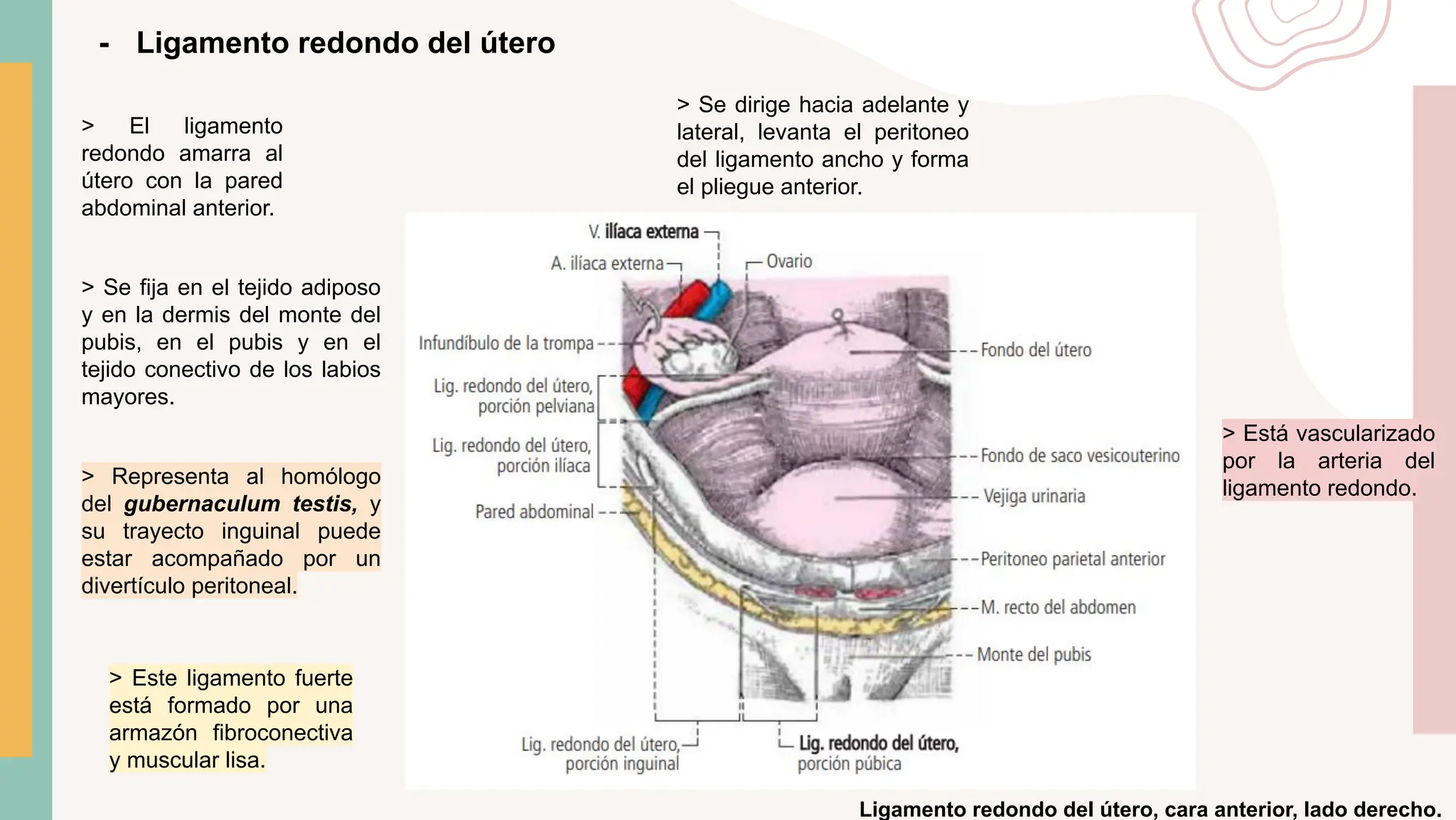 ANATOMIA DEL APARATO REPRODUCTOR FEMENINO (1).pdf