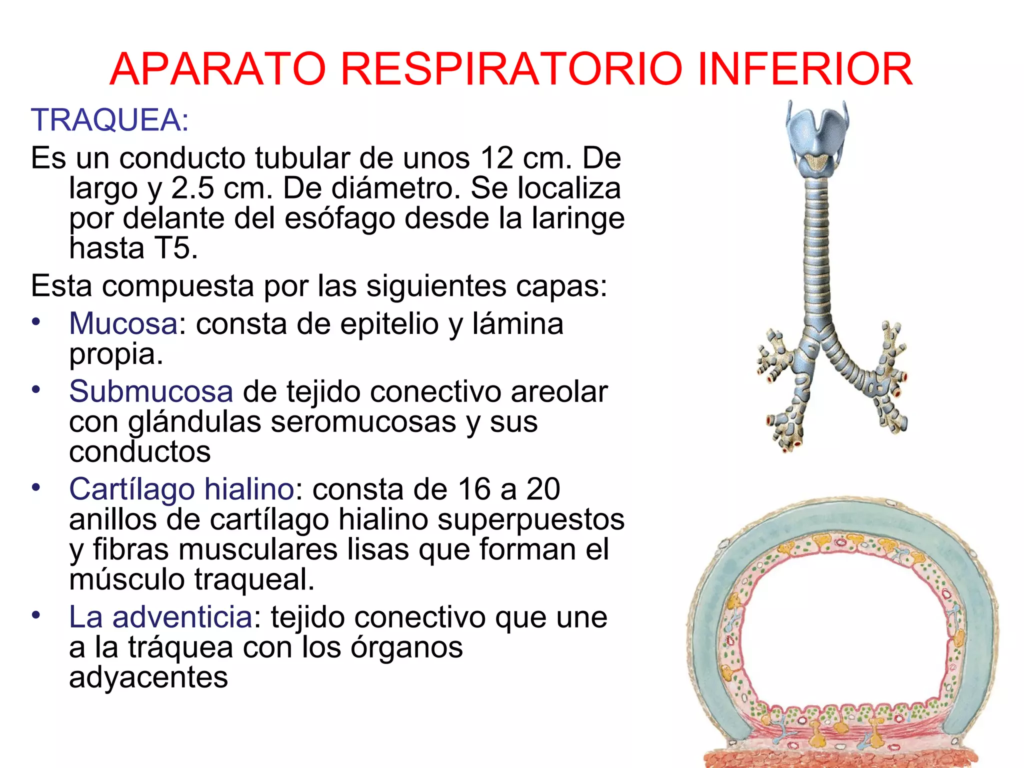 APARATO RESPIRATORIO INFERIOR
TRAQUEA:
Es un conducto tubular de unos 12 cm. De
largo y 2.5 cm. De diámetro. Se localiza
por delante del esófago desde la laringe
hasta T5.
Esta compuesta por las siguientes capas:
• Mucosa: consta de epitelio y lámina
propia.
• Submucosa de tejido conectivo areolar
con glándulas seromucosas y sus
conductos
• Cartílago hialino: consta de 16 a 20
anillos de cartílago hialino superpuestos
y fibras musculares lisas que forman el
músculo traqueal.
• La adventicia: tejido conectivo que une
a la tráquea con los órganos
adyacentes
 