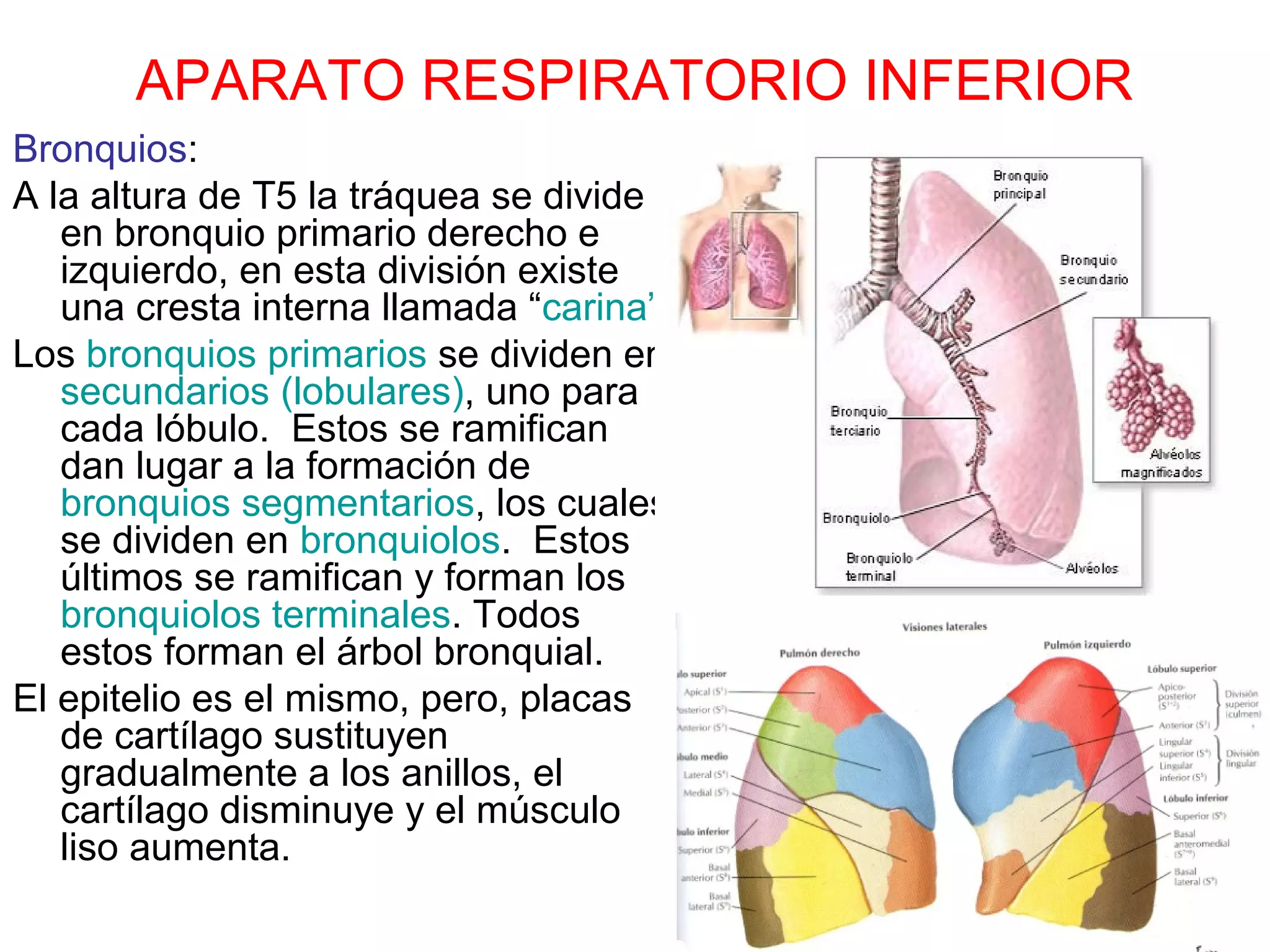 APARATO RESPIRATORIO INFERIOR
Bronquios:
A la altura de T5 la tráquea se divide
en bronquio primario derecho e
izquierdo, en esta división existe
una cresta interna llamada “carina”.
Los bronquios primarios se dividen en
secundarios (lobulares), uno para
cada lóbulo. Estos se ramifican
dan lugar a la formación de
bronquios segmentarios, los cuales
se dividen en bronquiolos. Estos
últimos se ramifican y forman los
bronquiolos terminales. Todos
estos forman el árbol bronquial.
El epitelio es el mismo, pero, placas
de cartílago sustituyen
gradualmente a los anillos, el
cartílago disminuye y el músculo
liso aumenta.
 