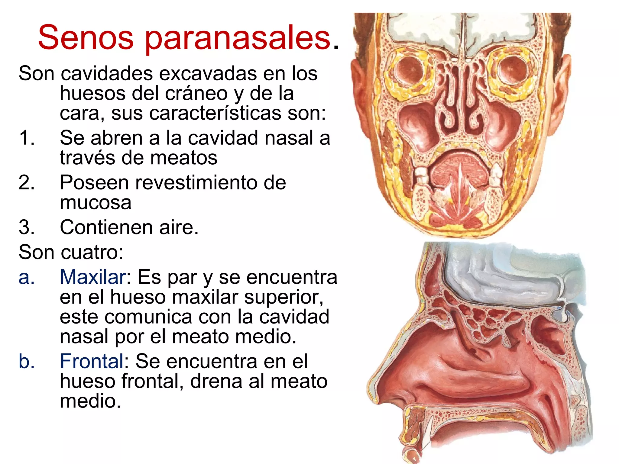 Senos paranasales.
Son cavidades excavadas en los
huesos del cráneo y de la
cara, sus características son:
1. Se abren a la cavidad nasal a
través de meatos
2. Poseen revestimiento de
mucosa
3. Contienen aire.
Son cuatro:
a. Maxilar: Es par y se encuentra
en el hueso maxilar superior,
este comunica con la cavidad
nasal por el meato medio.
b. Frontal: Se encuentra en el
hueso frontal, drena al meato
medio.
 