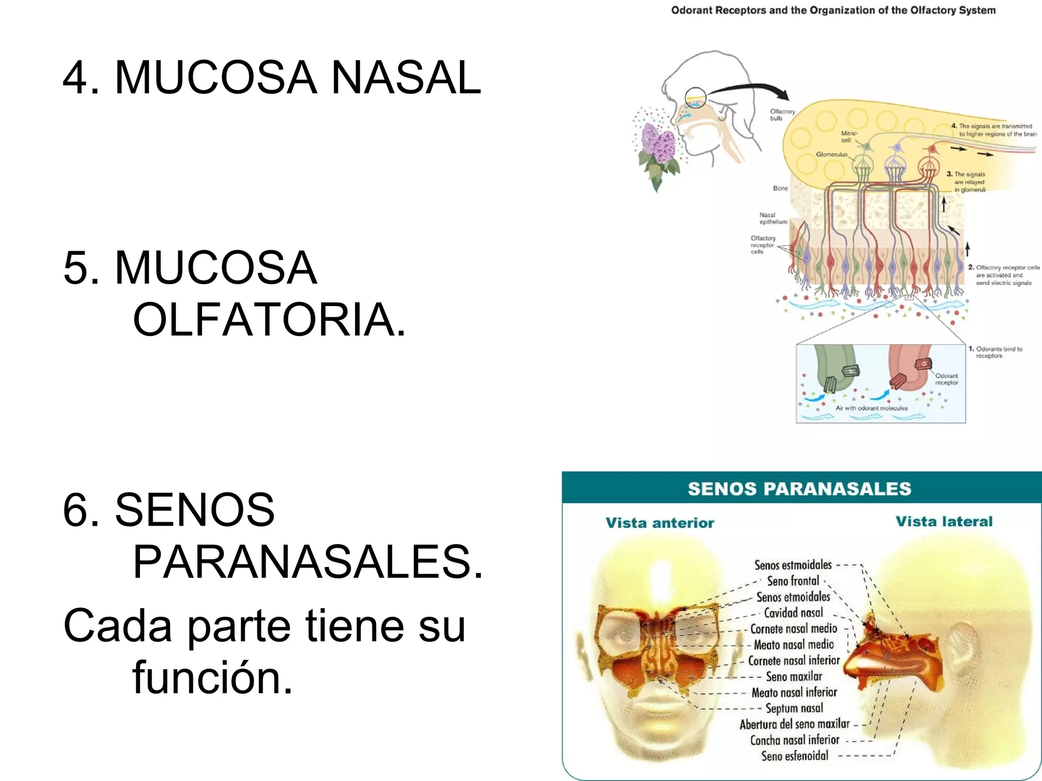 4. MUCOSA NASAL
5. MUCOSA
OLFATORIA.
6. SENOS
PARANASALES.
Cada parte tiene su
función.
 