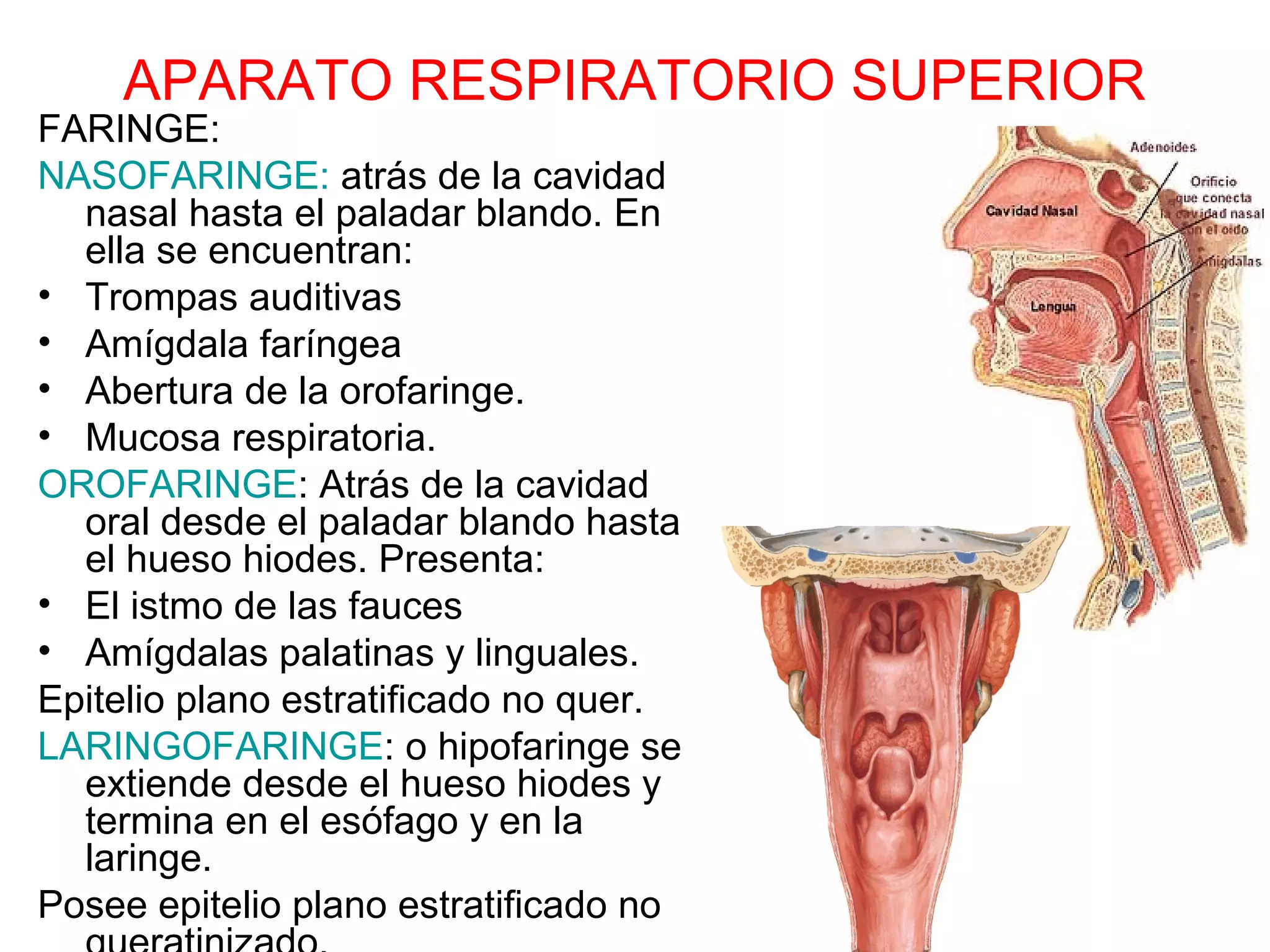 APARATO RESPIRATORIO SUPERIOR
FARINGE:
NASOFARINGE: atrás de la cavidad
nasal hasta el paladar blando. En
ella se encuentran:
• Trompas auditivas
• Amígdala faríngea
• Abertura de la orofaringe.
• Mucosa respiratoria.
OROFARINGE: Atrás de la cavidad
oral desde el paladar blando hasta
el hueso hiodes. Presenta:
• El istmo de las fauces
• Amígdalas palatinas y linguales.
Epitelio plano estratificado no quer.
LARINGOFARINGE: o hipofaringe se
extiende desde el hueso hiodes y
termina en el esófago y en la
laringe.
Posee epitelio plano estratificado no
 