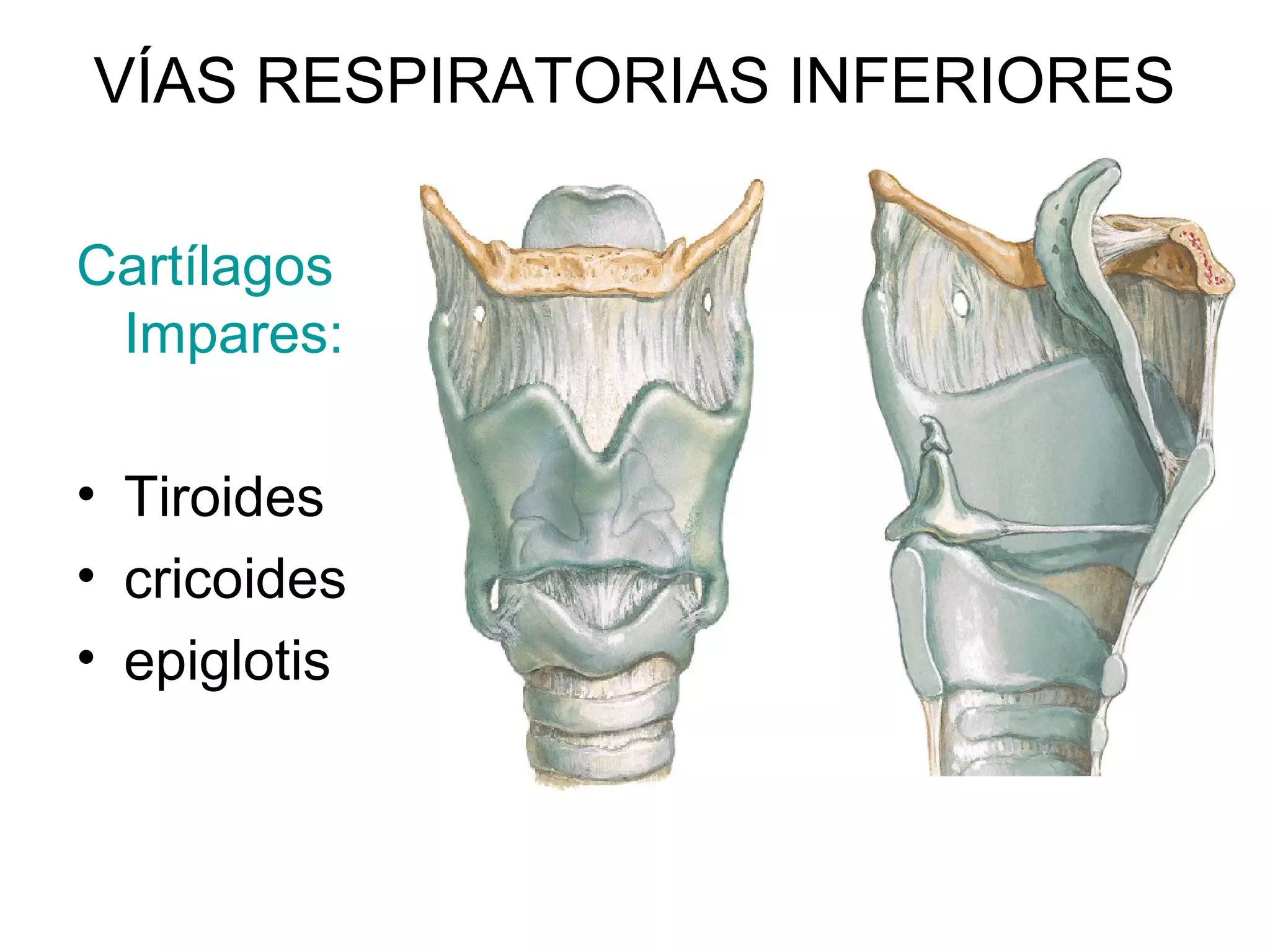 VÍAS RESPIRATORIAS INFERIORES
Cartílagos
Impares:
• Tiroides
• cricoides
• epiglotis
 