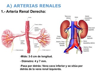 Anatomia del aparato urinario. | PPT