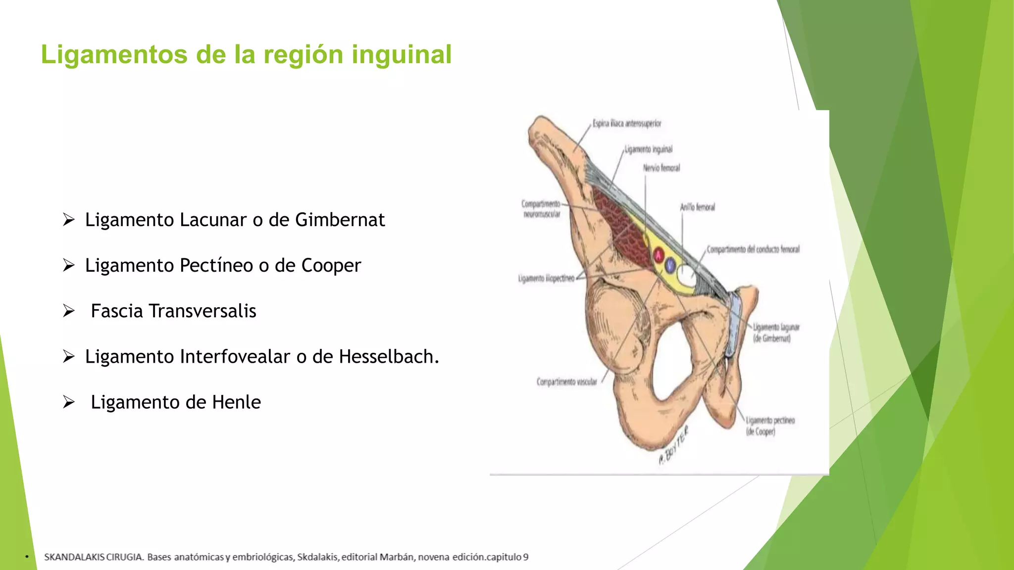 ANATOMIA DE LA PARED ABDOMIAL Y REGION INGUINAL B pptx ANATOMIA DE LA PARED ABDOMIAL Y REGION INGUINAL B pptx