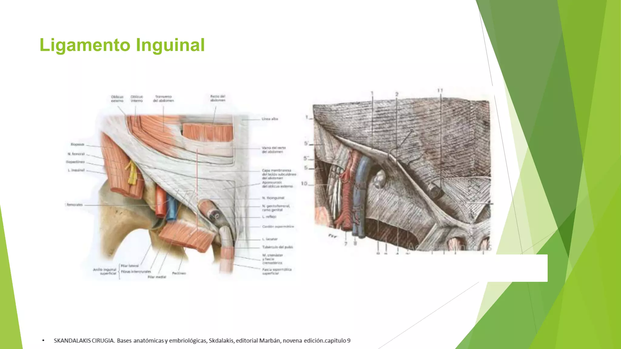 ANATOMIA DE LA PARED ABDOMIAL Y REGION INGUINAL B pptx ANATOMIA DE LA PARED ABDOMIAL Y REGION INGUINAL B pptx