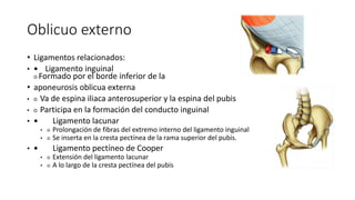 Oblicuo externo
• Ligamentos relacionados:
•  Ligamento inguinal
○ Formado por el borde inferior de la
• aponeurosis oblicua externa
• ○ Va de espina iliaca anterosuperior y la espina del pubis
• ○ Participa en la formación del conducto inguinal
•  Ligamento lacunar
• ○ Prolongación de fibras del extremo interno del ligamento inguinal
• ○ Se inserta en la cresta pectínea de la rama superior del pubis.
•  Ligamento pectíneo de Cooper
• ○ Extensión del ligamento lacunar
• ○ A lo largo de la cresta pectínea del pubis
Oblicuo externo
Ligamentos relacionados:
Ligamento inguinal
○ Formado por el borde inferior de la
aponeurosis oblicua externa
○ Va de espina iliaca anterosuperior y la espina
del pubis
○ Participa en la formación del conducto inguinal
Ligamento lacunar
○ Prolongación de fibras del extremo interno del
ligamento inguinal
○ Se inserta en la cresta pectínea de la rama
superior del pubis.
Ligamento pectíneo de Cooper
○ Extensión del ligamento lacunar
○ A lo largo de la cresta pectínea del pubis
Oblicuo externo
Ligamentos relacionados:
Ligamento inguinal
○ Formado por el borde inferior de la
aponeurosis oblicua externa
○ Va de espina iliaca anterosuperior y la espina
del pubis
○ Participa en la formación del conducto inguinal
Ligamento lacunar
○ Prolongación de fibras del extremo interno del
ligamento inguinal
○ Se inserta en la cresta pectínea de la rama
superior del pubis.
Ligamento pectíneo de Cooper
○ Extensión del ligamento lacunar
○ A lo largo de la cresta pectínea del pubis
 