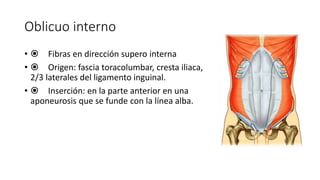 Oblicuo interno
•  Fibras en dirección supero interna
•  Origen: fascia toracolumbar, cresta iliaca,
2/3 laterales del ligamento inguinal.
•  Inserción: en la parte anterior en una
aponeurosis que se funde con la línea alba.
Oblicuo interno
Fibras en dirección
superointerna
Origen: fascia
toracolumbar, cresta iliaca,
2/3 laterales del ligamento
inguinal.
Inserción: en la parte
anterior en una
aponeurosis que se funde
con la línea alba.
 