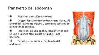 Transverso del abdomen
•  Fibras en dirección transversa
•  Origen: fascia toracolumbar, cresta iliaca, 1/3
lateral del ligamento inguinal, cartílagos costales de
las 6 ultimas costillas.
•  Inserción: en una aponeurosis anterior que
se une a la línea alba, cresta del pubis, línea
pectínea.
•  Función: comprime el contenido del
abdomen.
Transverso del abdomen
Fibras en dirección transversa
Origen: fascia toracolumbar, cresta iliaca,
1/3 lateral del ligamento inguinal,
cartílagos costales de las 6 ultimas
costillas.
Inserción: en una aponeurosis anterior
que se une a la línea alba, cresta del
pubis, línea pectínea.
Función: comprime el contenido del
abdomen.
 