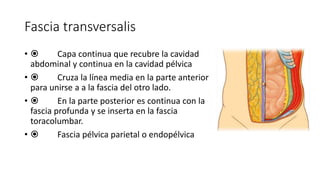 Fascia transversalis
•  Capa continua que recubre la cavidad
abdominal y continua en la cavidad pélvica
•  Cruza la línea media en la parte anterior
para unirse a a la fascia del otro lado.
•  En la parte posterior es continua con la
fascia profunda y se inserta en la fascia
toracolumbar.
•  Fascia pélvica parietal o endopélvica
Fascia transversalIS
Capa continua que recubre la cavidad
abdominal y continua en la cavidad
pélvica
Cruza la línea media en la parte
anterior para unirse a a la fascia del
otro lado.
En la parte posterior es continua con
la fascia profunda y se inserta en la
fascia toracolumbar.
Fascia pélvica parietal o endopélvica
 