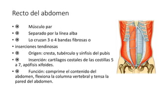 Recto del abdomen
•  Músculo par
•  Separado por la línea alba
•  Lo cruzan 3 o 4 bandas fibrosas o
• inserciones tendinosas
•  Origen: cresta, tubérculo y sínfisis del pubis
•  Inserción: cartílagos costales de las costillas 5
a 7, apófisis xifoides.
•  Función: comprime el contenido del
abdomen, flexiona la columna vertebral y tensa la
pared del abdomen.
Recto del abdomen
Músculo par
Separado por la línea alba
Lo cruzan 3 o 4 bandas fibrosas o
inserciones tendinosas
Origen: cresta, tubérculo y sínfisis del
pubis
Inserción: cartílagos costales de las
costillas 5 a 7, apófisis xifoides.
Función: comprime el contenido del
abdomen, flexiona la columna vertebral y
tensa la pared del abdomen.
 