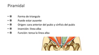 Piramidal
•  Forma de triangulo
•  Puede estar ausente
•  Origen: cara anterior del pubis y sínfisis del pubis
•  Inserción: línea alba
•  Función: tensa la línea alba
Piramidal
Forma de triangulo
Puede estar ausente
Origen: cara anterior del pubis y sínfisis del pubis
Inserción: línea alba
Función: tensa la línea alba
 