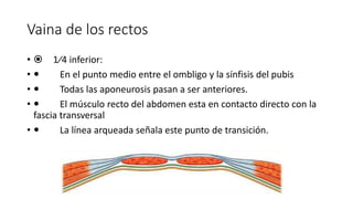 Vaina de los rectos
•  1⁄4 inferior:
•  En el punto medio entre el ombligo y la sínfisis del pubis
•  Todas las aponeurosis pasan a ser anteriores.
•  El músculo recto del abdomen esta en contacto directo con la
fascia transversal
•  La línea arqueada señala este punto de transición.
Vaina de los rectos
¼ inferior:
En el punto medio entre el ombligo y la sínfisis del pubis
Todas las aponeurosis pasan a ser anteriores.
El músculo recto del abdomen esta en contacto directo
con la fascia transversal
La línea arqueada señala este punto de transición.
 