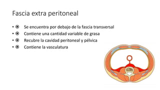 Fascia extra peritoneal
•  Se encuentra por debajo de la fascia transversal
•  Contiene una cantidad variable de grasa
•  Recubre la cavidad peritoneal y pélvica
•  Contiene la vasculatura
Fascia extraperitoneal
Se encuentra por debajo
de la fascia transversal
Contiene una cantidad
variable de grasa
Recubre la cavidad
peritoneal y pélvica
 