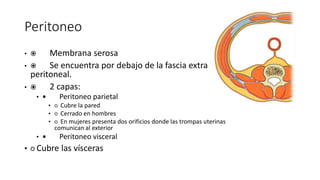 Peritoneo
•  Membrana serosa
•  Se encuentra por debajo de la fascia extra
peritoneal.
•  2 capas:
•  Peritoneo parietal
• ○ Cubre la pared
• ○ Cerrado en hombres
• ○ En mujeres presenta dos orificios donde las trompas uterinas
comunican al exterior
•  Peritoneo visceral
• ○ Cubre las vísceras
Membrana serosa
Se encuentra por debajo de la
fascia extraperitoneal.
2 capas:
Peritoneo parietal
○ Cubre la pared
○ Cerrado en hombres
○ En mujeres presenta dos orificios
donde las trompas uterinas
comunican al exterior
Peritoneo visceral
○ Cubre las vísceras
 