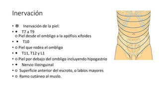Inervación
•  Inervación de la piel:
•  T7 a T9
○ Piel desde el ombligo a la apófisis xifoides
•  T10
• ○ Piel que rodea el ombligo
•  T11, T12 y L1
• ○ Piel por debajo del ombligo incluyendo hipogastrio
•  Nervio ilioinguinal
• ○ Superficie anterior del escroto, o labios mayores
• ○ Ramo cutáneo al muslo.
Inervación
Inervación de la piel:
T7 a T9
○ Piel desde el ombligo a la apófisis
xifoides
T10
○ Piel que rodea el ombligo
T11, T12 y L1
○ Piel por debajo del ombligo incluyendo
hipogastrio
Nervio ilioinguinal
○ Superficie anterior del escroto, o labios
mayores
○ Ramo cutáneo al muslo.
 