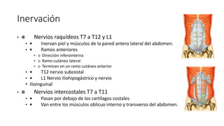 Inervación
•  Nervios raquídeos T7 a T12 y L1
•  Inervan piel y músculos de la pared antero lateral del abdomen.
•  Ramos anteriores
• ○ Dirección inferointerna
• ○ Ramo cutáneo lateral
• ○ Terminan en un ramo cutáneo anterior
•  T12 nervio subcostal
•  L1 Nervio iliohipogástrico y nervio
• ilioinguinal
•  Nervios intercostales T7 a T11
•  Pasan por debajo de los cartílagos costales
•  Van entre los músculos oblicuo interno y transverso del abdomen.
Inervación
Nervios raquídeos T7 a T12 y L1
Inervan piel y músculos de la pared
anterolateral del abdomen.
Ramos anteriores
○ Dirección inferointerna
○ Ramo cutáneo lateral
○ Terminan en un ramo cutáneo anterior
T12 nervio subcostal
L1 Nervio iliohipogástrico y nervio
ilioinguinal
Nervios intercostales T7 a T11
Pasan por debajo de los cartílagos costales
Van entre los músculos oblicuo interno y
transverso del abdomen.
Inervación
Nervios raquídeos T7 a T12 y L1
Inervan piel y músculos de la pared
anterolateral del abdomen.
Ramos anteriores
○ Dirección inferointerna
○ Ramo cutáneo lateral
○ Terminan en un ramo cutáneo anterior
T12 nervio subcostal
L1 Nervio iliohipogástrico y nervio
ilioinguinal
Nervios intercostales T7 a T11
Pasan por debajo de los cartílagos costales
Van entre los músculos oblicuo interno y
transverso del abdomen.
 