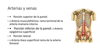 Arterias y venas
•  Porción superior de la pared:
• ○ Arteria musculofrénica: rama terminal de la
arteria mamaria interna
•  Porción inferior de la pared: ○ Arteria
epigástrica superficial
•  Porción lateral:
• ○ Arteria iliaca superficial rama de la arteria
femoral
Arterias y venas
Superficie:
Porción superior de la pared:
○ Arteria musculofrénica: rama
terminal de la arteria mamaria
interna
Porción inferior de la pared:
○ Arteria epigástrica superficial
Porción lateral:
○ Arteria iliaca superficial rama de
la arteria femoral
 