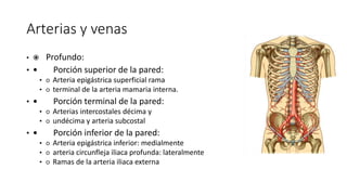 Arterias y venas
•  Profundo:
•  Porción superior de la pared:
• ○ Arteria epigástrica superficial rama
• ○ terminal de la arteria mamaria interna.
•  Porción terminal de la pared:
• ○ Arterias intercostales décima y
• ○ undécima y arteria subcostal
•  Porción inferior de la pared:
• ○ Arteria epigástrica inferior: medialmente
• ○ arteria circunfleja iliaca profunda: lateralmente
• ○ Ramas de la arteria iliaca externa
Arterias y venas
Superficie:
Porción superior de la pared:
○ Arteria musculofrénica: rama
terminal de la arteria mamaria
interna
Porción inferior de la pared:
○ Arteria epigástrica superficial
Porción lateral:
○ Arteria iliaca superficial rama de
la arteria femoral
 