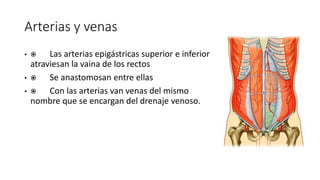 Arterias y venas
•  Las arterias epigástricas superior e inferior
atraviesan la vaina de los rectos
•  Se anastomosan entre ellas
•  Con las arterias van venas del mismo
nombre que se encargan del drenaje venoso.
Arterias y venas
Las arterias epigástricas superior e
inferior atraviesan la vaina de los
rectos
Se anastomosan entre ellas
Con las arterias van venas del
mismo nombre que se encargan del
drenaje venoso.
 