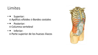 Limites
•  Superior:
○ Apófisis xifoides ○ Bordes costales
•  Posterior:
○ Columna vertebral
•  Inferior:
○ Parte superior de los huesos iliacos
Pared del abdomen
Limites:
Superior:
○ Apófisis xifoides
○ Bordes costales
Posterior:
○ Columna vertebral
Inferior:
○ Parte superior de los huesos iliacos
 
