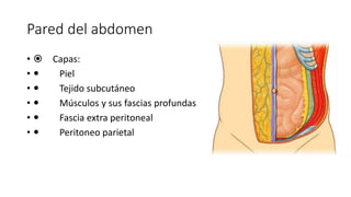 Pared del abdomen
•  Capas:
•  Piel
•  Tejido subcutáneo
•  Músculos y sus fascias profundas
•  Fascia extra peritoneal
•  Peritoneo parietal
Pared del abdomen
Capas:
Piel
Tejido subcutáneo
Músculos y sus fascias
profundas
Fascia extraperitoneal
Peritoneo parietal
 