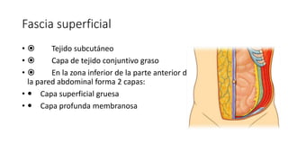 Fascia superficial
•  Tejido subcutáneo
•  Capa de tejido conjuntivo graso
•  En la zona inferior de la parte anterior de
la pared abdominal forma 2 capas:
•  Capa superficial gruesa
•  Capa profunda membranosa
Fascia superficial
Tejido subcutáneo
Capa de tejido conjuntivo
graso
En la zona inferior de la
parte anterior de la pared
abdominal forma 2 capas:
Capa superficial gruesa
Capa profunda
membranosa
 